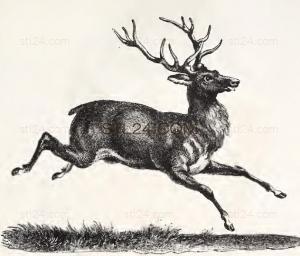 ANIMAL_0221